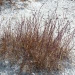 Parapholis filiformis Habit