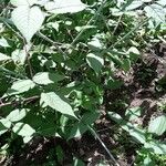 Rubus fraxinifolius Hoja