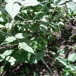 Rubus fraxinifolius Leaf