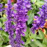 Salvia farinacea花