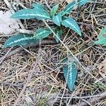 Goodyera oblongifolia Leaf