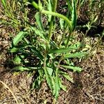 Picris rhagadioloides Foglia