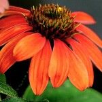 Echinacea purpurea Цвят