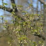 Prunus trichostoma Λουλούδι