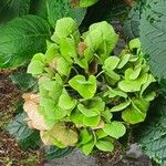 Hydrangea spp. Bloem