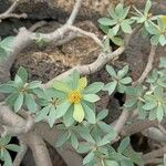 Euphorbia balsamifera Flower