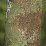 Pouteria reticulata Corteza