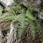 Asplenium fontanum Tervik taim