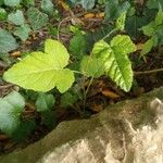 Rubus phoenicolasiusLeaf