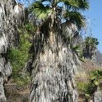 Washingtonia filifera 葉
