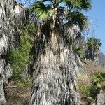 Washingtonia filifera برگ