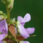 Desmodium cuspidatum Flor