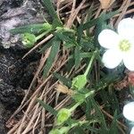 Arenaria montana Leaf