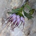 Physoplexis comosa 花
