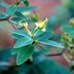 Hypericum kouytchense Leaf