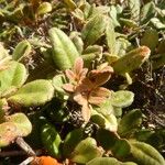 Weinmannia ouaiemensis Hábito