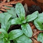 Epilobium tetragonum Лист