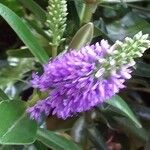 Hebe salicifolia 花