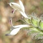 Tetramerium nervosum 花
