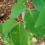 Daniellia oliveri Leaf