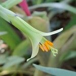 Billbergia distachia Flor