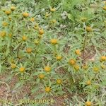 Bidens radiata Habit