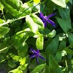 Vinca difformis Hoja