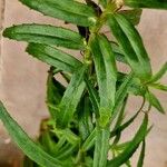 Angelonia biflora Blatt