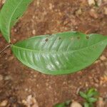 Tetraberlinia bifoliolata Blatt