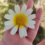 Cladanthus mixtus Квітка