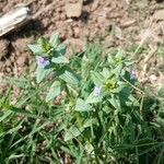 Lysimachia foemina Libunga