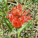 Castilleja hispida Цветок