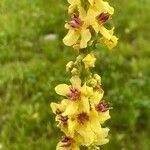 Verbascum nigrum Blüte