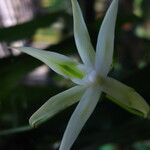 Angraecum reygaertii Blomst