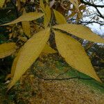 Carya glabra Blatt