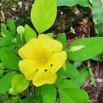 Oxalis frutescens Flor