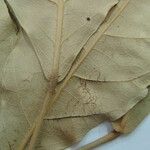 Capparidastrum frondosum Diğer