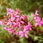 Epidendrum ibaguense Flor