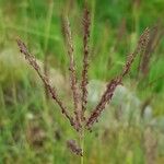 Bothriochloa ischaemum Flower