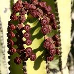 Euphorbia canariensis Fleur