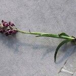 Anacamptis coriophora Flor