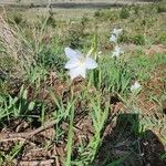 Gladiolus candidus फूल