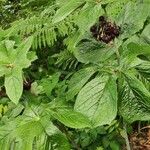 Podophyllum versipelle Habitat