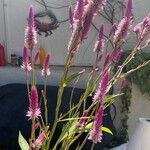 Celosia argenteaFlower