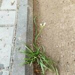 Nothoscordum borbonicum Leaf