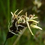 Carex divisa 花