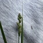 Carex brizoidesLehti