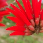 Erythrina lysistemon Flower