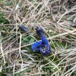 Gentiana alpinaBlomst