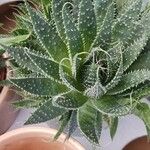 Aloe aristata Blatt